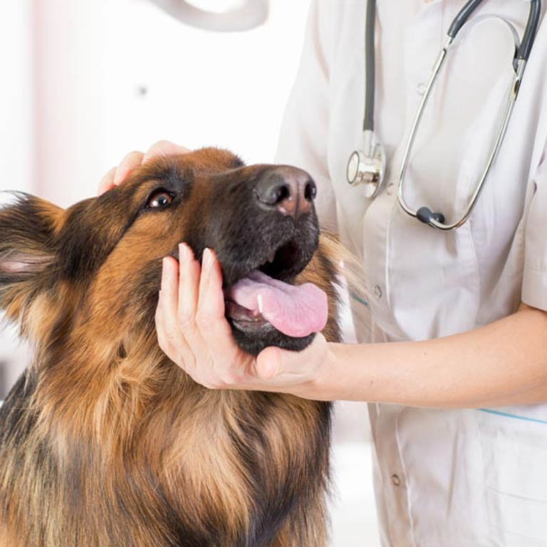 urgencias-veterinario-graus